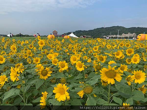 大佳河濱公園向日葵花海