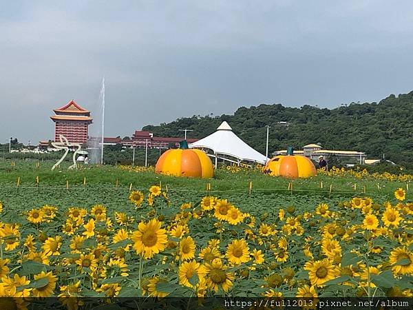 大佳河濱公園向日葵花海