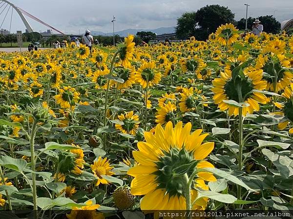 大佳河濱公園向日葵花海