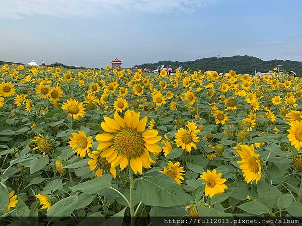 大佳河濱公園向日葵花海