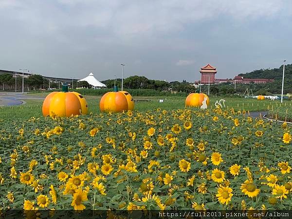 大佳河濱公園向日葵花海