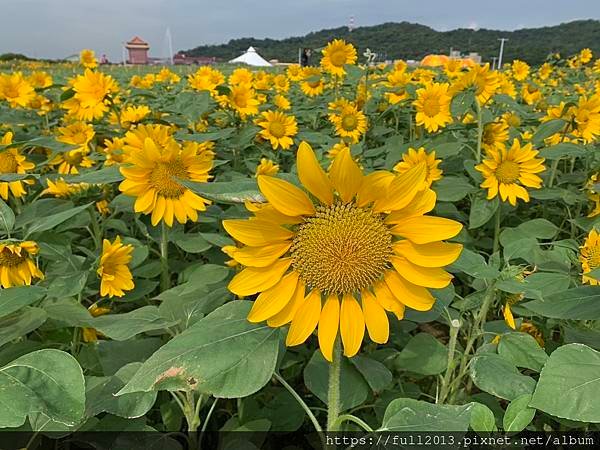 大佳河濱公園向日葵花海