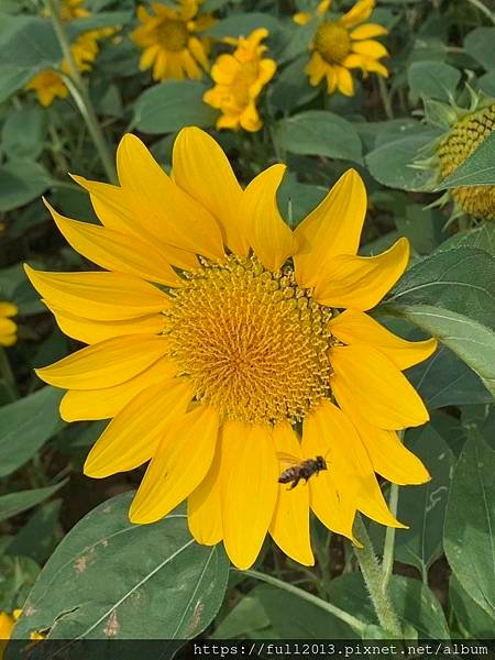 大佳河濱公園向日葵花海