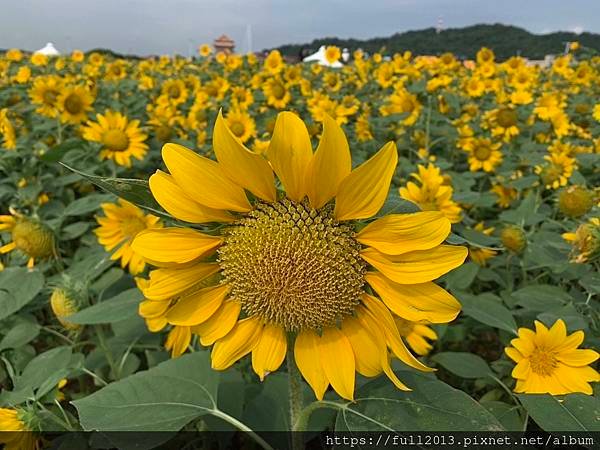 大佳河濱公園向日葵花海