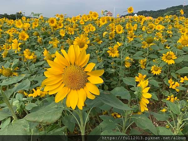 大佳河濱公園向日葵花海