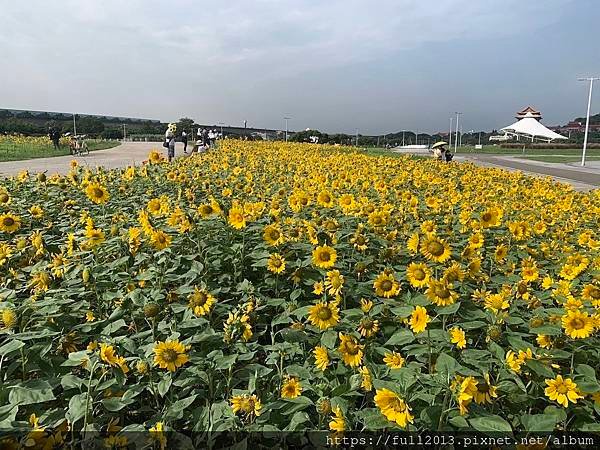 大佳河濱公園向日葵花海