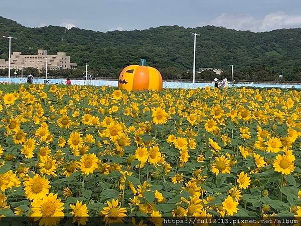 大佳河濱公園向日葵花海