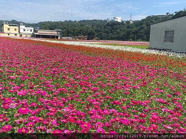 2023桃園花彩節在月眉花都開好了