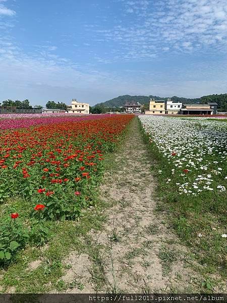 2023桃園花彩節在月眉花都開好了