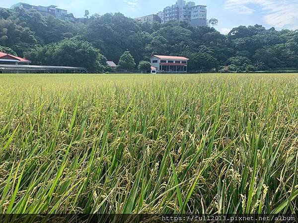 2023桃園花彩節在月眉花都開好了