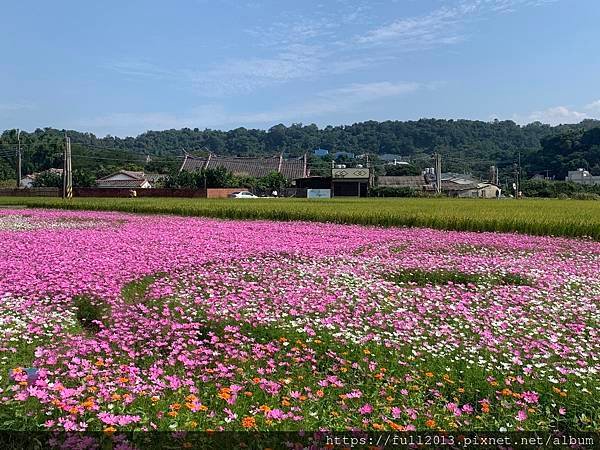 2023桃園花彩節在月眉花都開好了