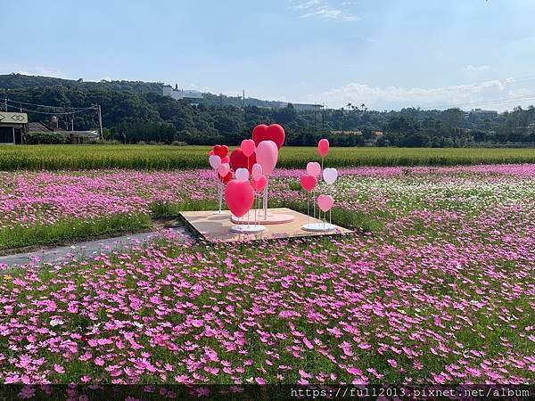 2023桃園花彩節在月眉花都開好了