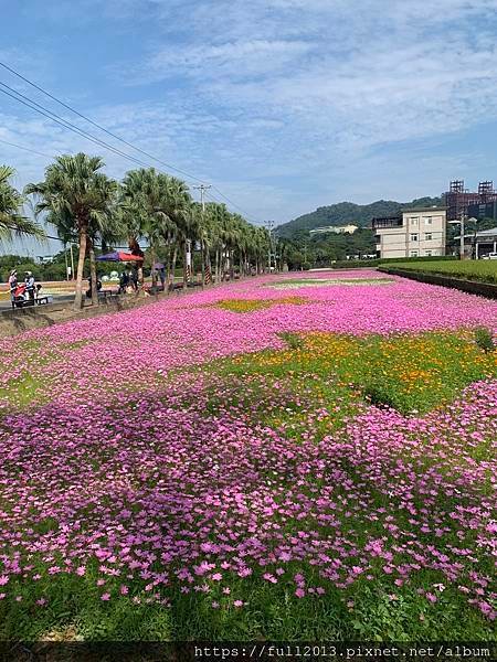 2023桃園花彩節在月眉花都開好了