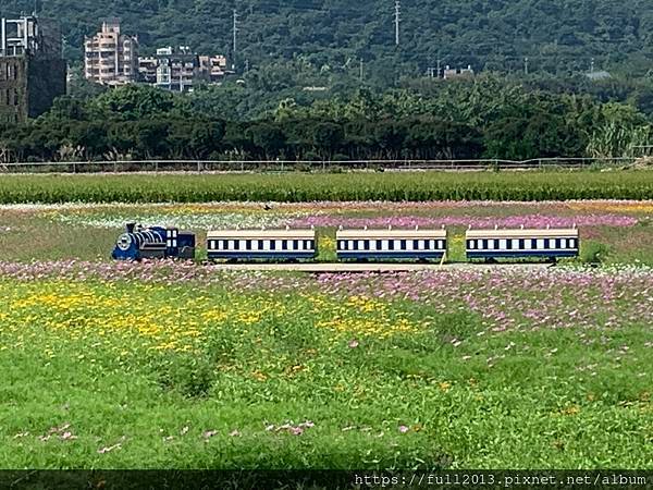 2023桃園花彩節在月眉花都開好了