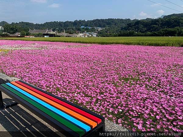 2023桃園花彩節在月眉花都開好了