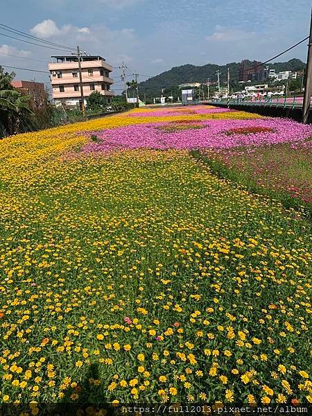 2023桃園花彩節在月眉花都開好了