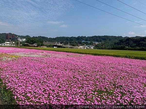 2023桃園花彩節在月眉花都開好了