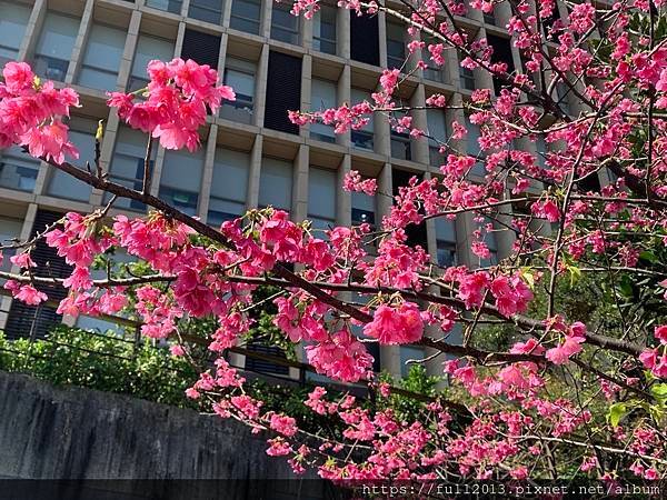 汐止櫻花