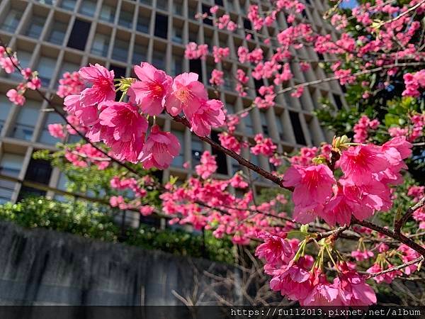 汐止櫻花