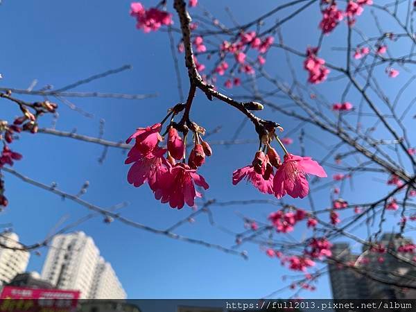 汐止櫻花