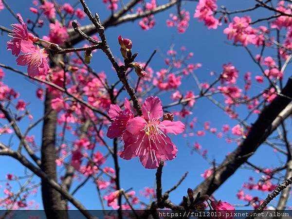 汐止櫻花