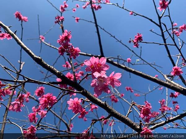 汐止櫻花