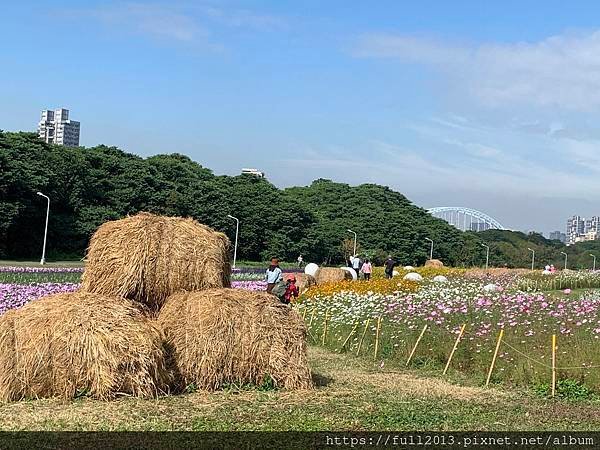 古亭河濱公園花海