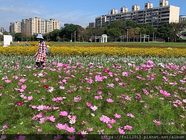 古亭河濱公園花海