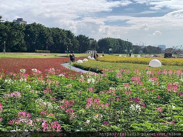 古亭河濱公園花海