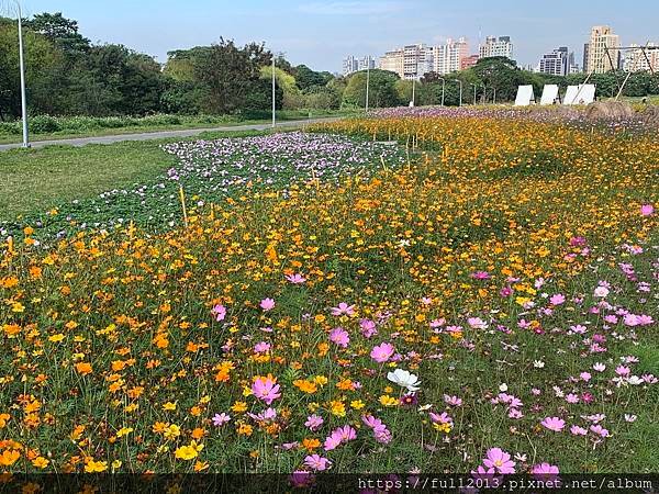 古亭河濱公園花海