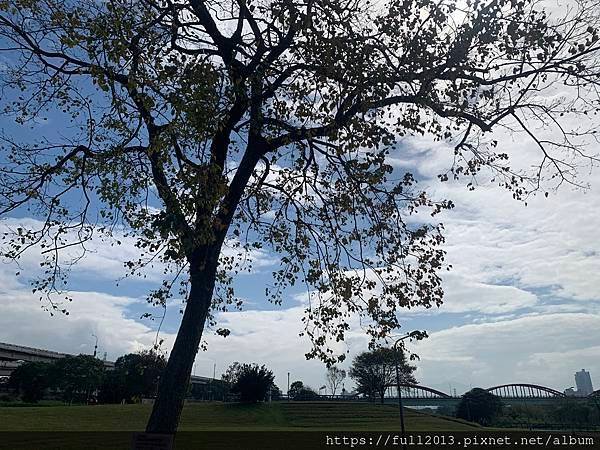 古亭河濱公園花海