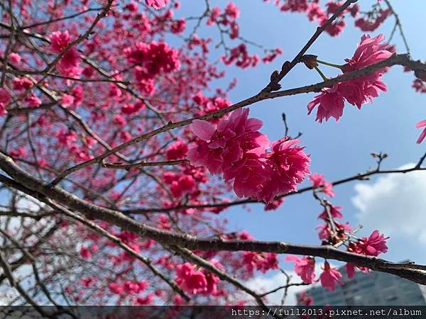 樂活公園八重櫻 福爾摩沙櫻