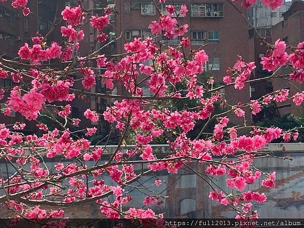 樂活公園八重櫻 福爾摩沙櫻