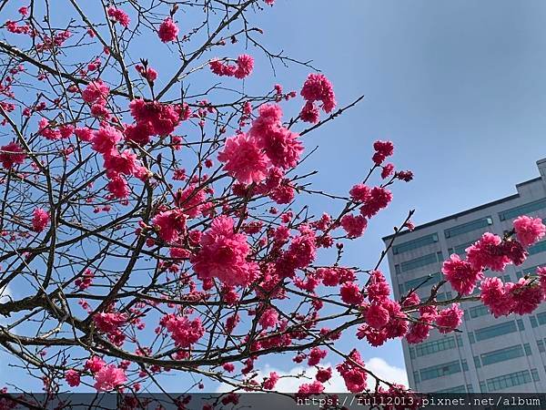 樂活公園八重櫻 福爾摩沙櫻