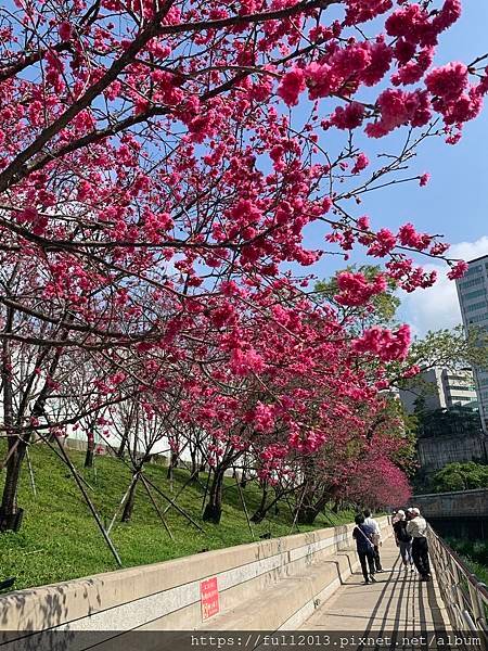 樂活公園八重櫻 福爾摩沙櫻