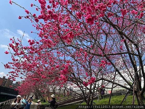 樂活公園八重櫻 福爾摩沙櫻