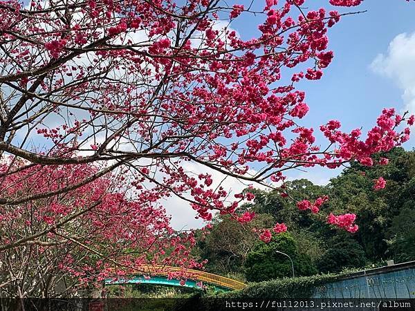 樂活公園八重櫻 福爾摩沙櫻