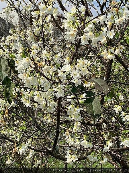 樂活公園八重櫻 福爾摩沙櫻