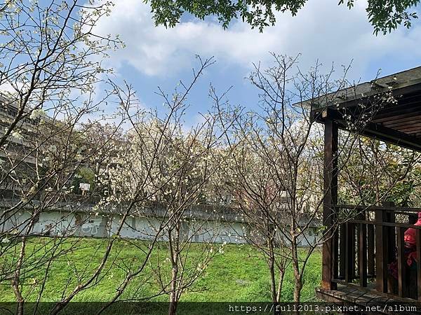 樂活公園八重櫻 福爾摩沙櫻