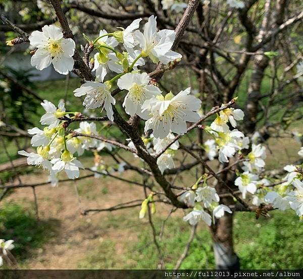 樂活公園八重櫻 福爾摩沙櫻