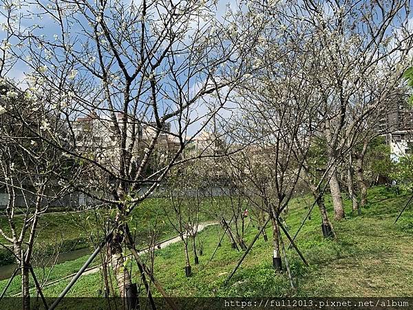 樂活公園八重櫻 福爾摩沙櫻