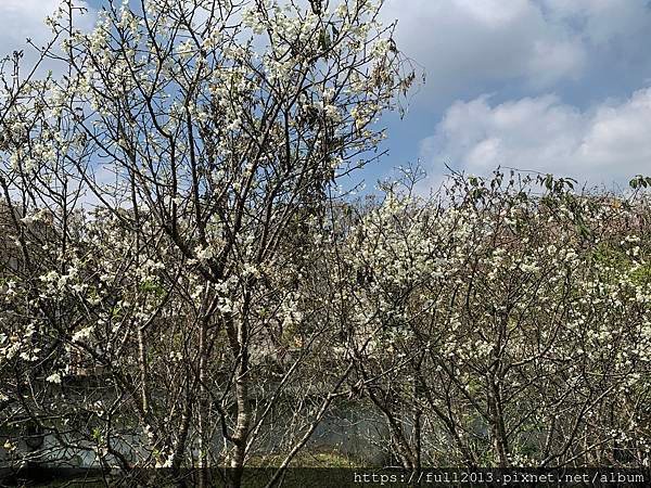 樂活公園八重櫻 福爾摩沙櫻