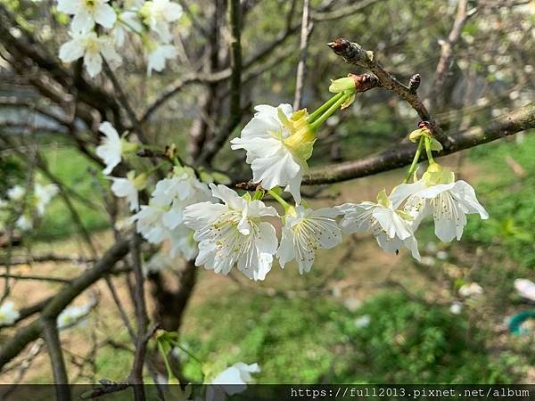 樂活公園八重櫻 福爾摩沙櫻