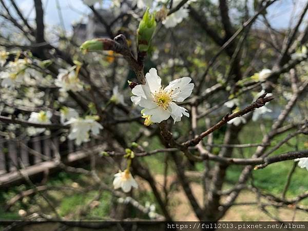 樂活公園八重櫻 福爾摩沙櫻