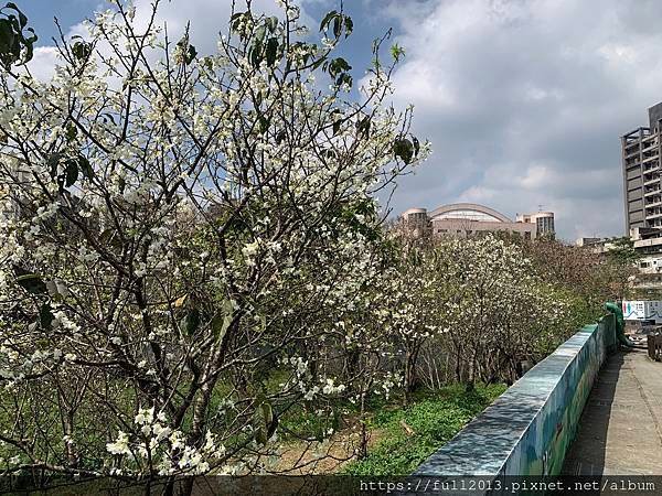 樂活公園八重櫻 福爾摩沙櫻