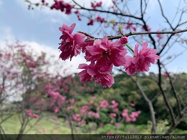 樂活公園八重櫻 福爾摩沙櫻