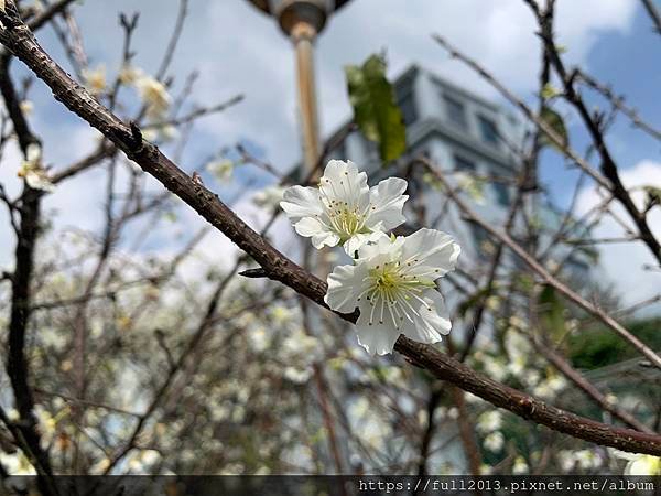 樂活公園八重櫻 福爾摩沙櫻