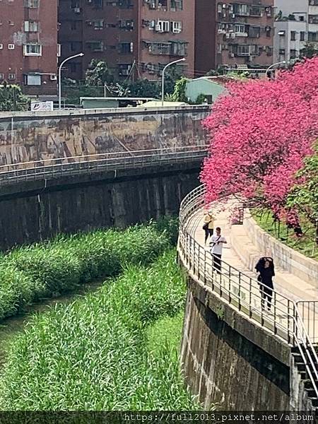 樂活公園八重櫻 福爾摩沙櫻