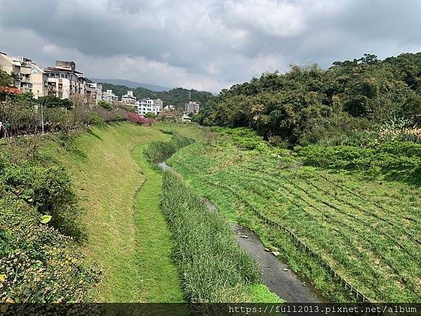 樂活公園八重櫻 福爾摩沙櫻