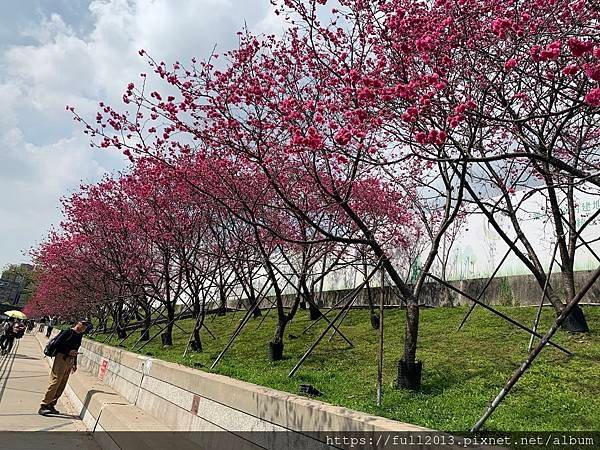 樂活公園八重櫻 福爾摩沙櫻